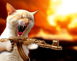 chat mechant